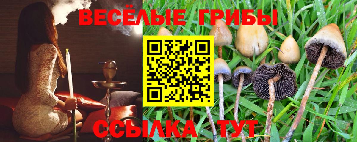 Алатырь  Псилоцибиновые грибы Psilocybe  Вход с VPN  Псилоцибиновые грибы GOLDEN TEACHER 